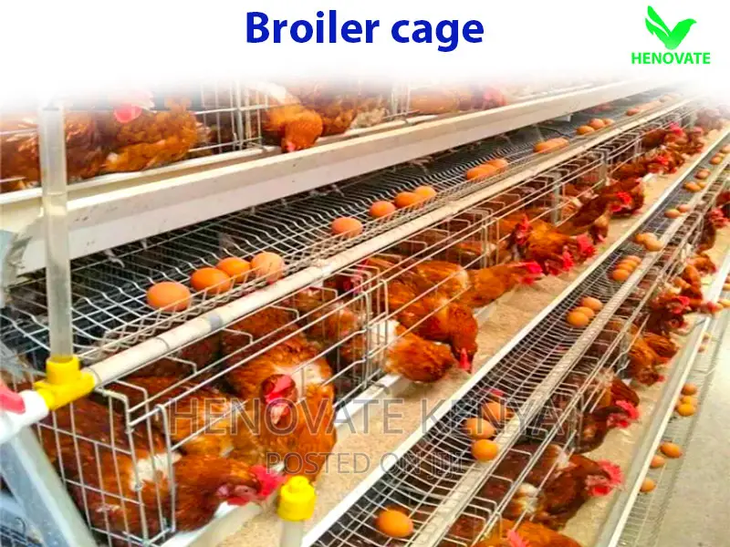 Broiler Cage With Automatic Harvesting System