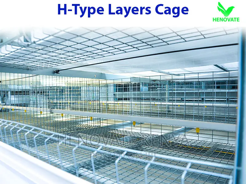 H Type Layer Chicken Cage in Kenya