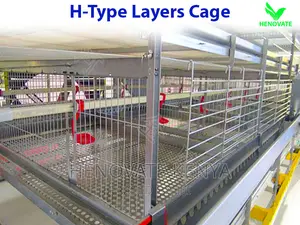 H Type Layer Chicken Cage in Kenya