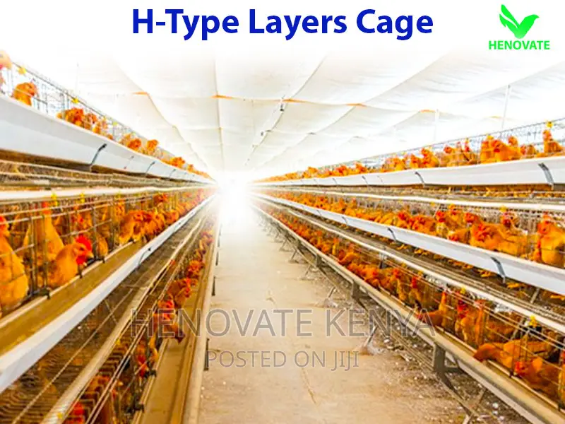 H Type Layer Chicken Cage in Kenya