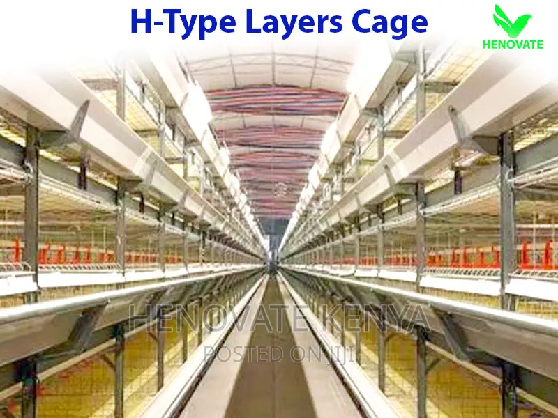 H Type Layer Chicken Cage in Kenya
