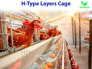 H Type Layer Chicken Cage in Kenya