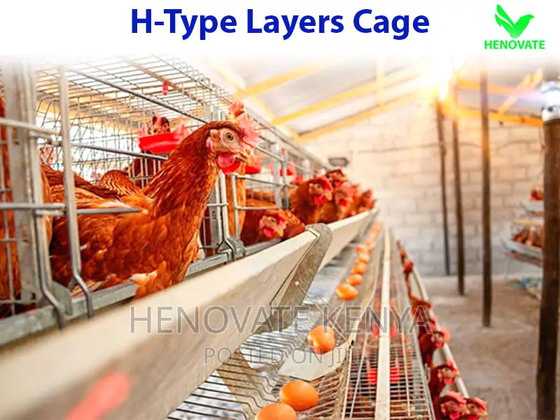 H Type Layer Chicken Cage in Kenya