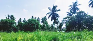 18 Acres Farm on Sale