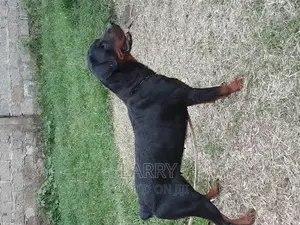 1+ year Female Purebred Rottweiler