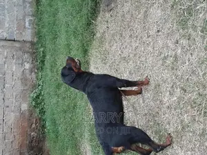 1+ year Female Purebred Rottweiler