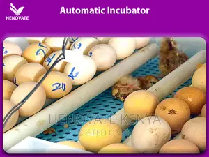 Best High Quality Automatic Eggs Incubators(2024)