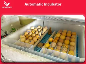 Best High Quality Automatic Eggs Incubators(2024)