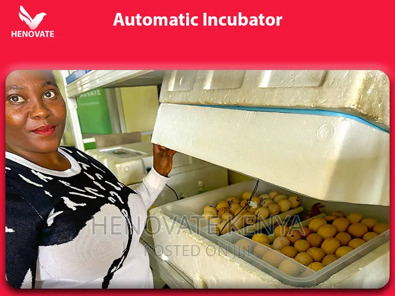 Best High Quality Automatic Eggs Incubators(2024)