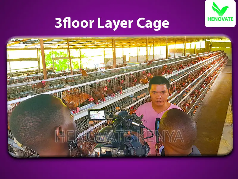96 Chicken Layers Cage