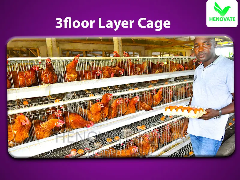 96 Chicken Layers Cage