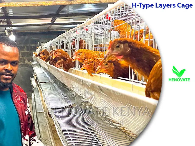 H Type Layer Chicken Cage System