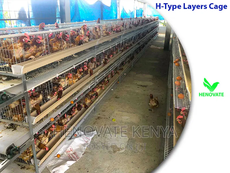 H Type Layer Chicken Cage System