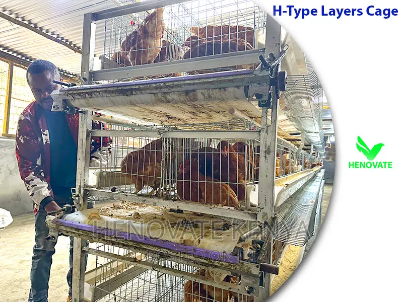H Type Layer Chicken Cage System