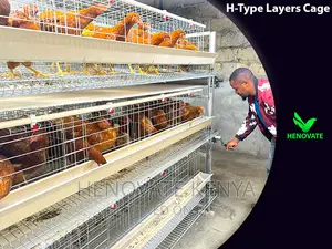 H Type Layer Chicken Cage/Easy Egg Collect