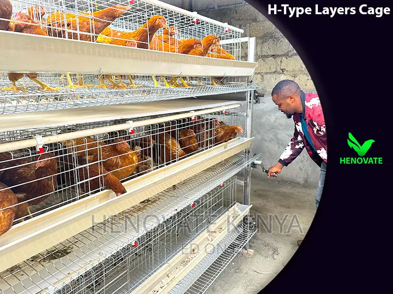 H Type Layer Chicken Cage/Easy Egg Collect