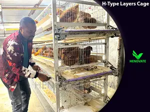 H Type Layer Chicken Cage/Easy Egg Collect