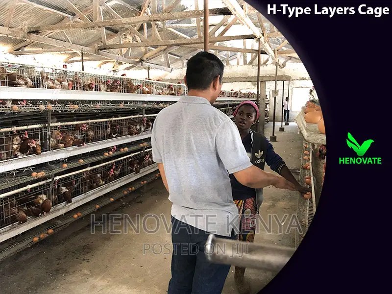 H Type Layer Chicken Cage/Easy Egg Collect