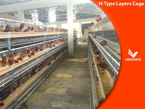 Full Automatic H Type Layer Chicken Cage in Kenya