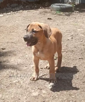 1-3 months Female Purebred Boerboel