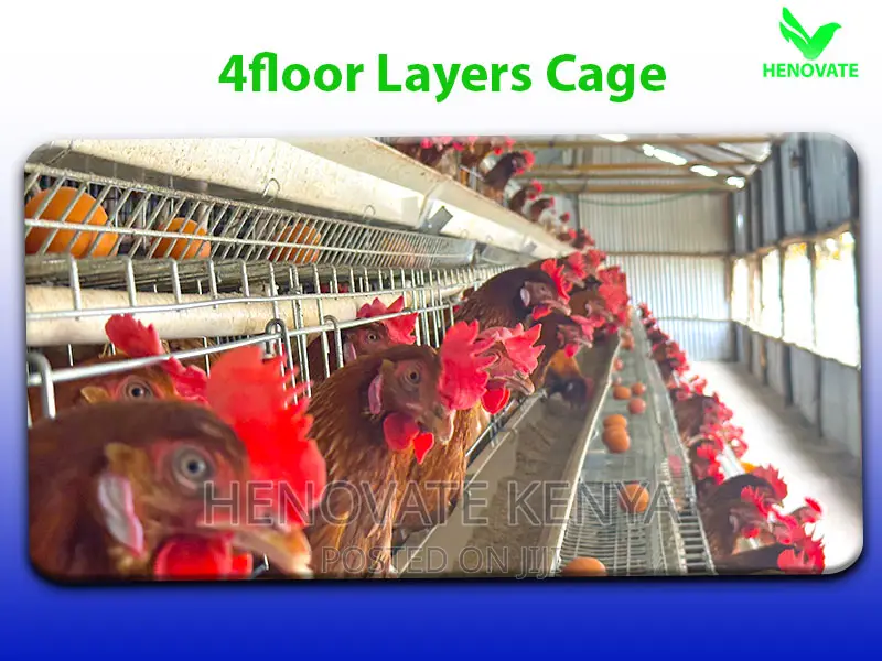 128 Birds Battery Cages