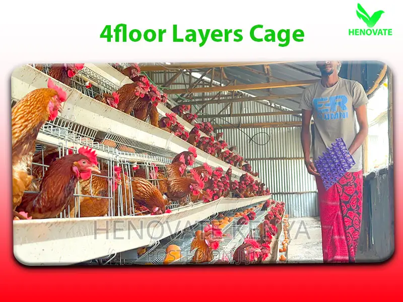 128-Chicken Capacity Layer Cages