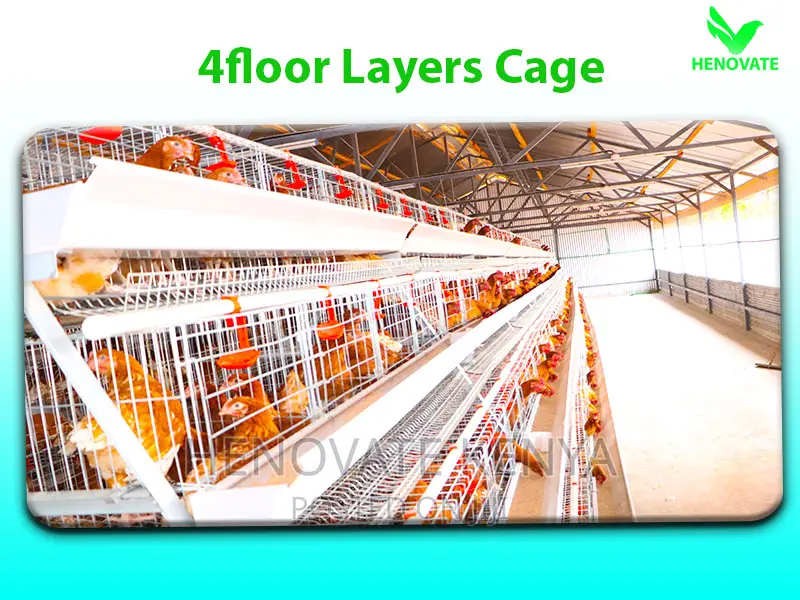 128-Chicken Capacity Layer Cages