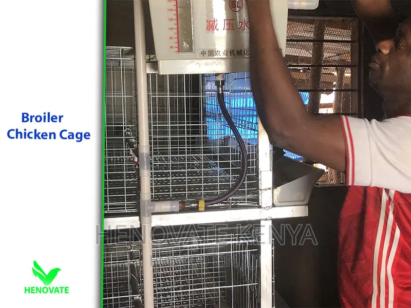 Sturdy Cages to Raise Broilers