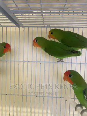 Red Faced Lovebirds (Imported)