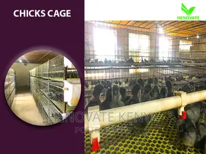 Chicks Cage For 1 Day