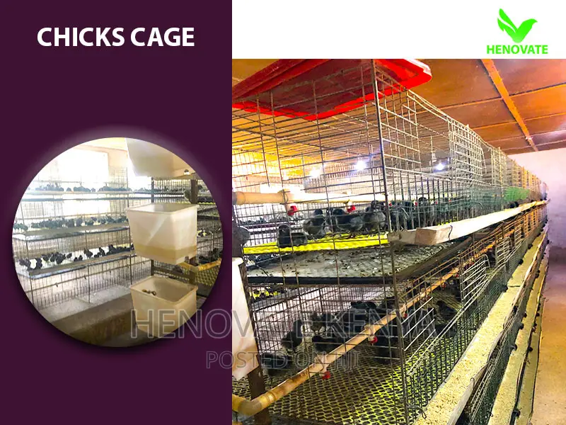 Chicks Cage For 1 Day
