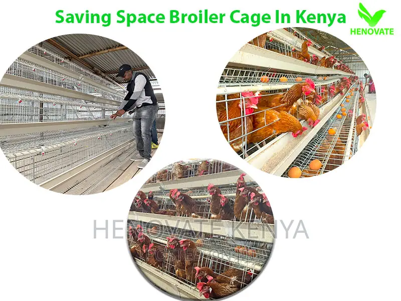 Buy 128 Birds Layer Cages