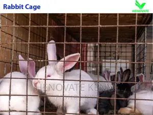 Easy Clean Rabbit Cage in Kenya (Easy to Manage)