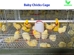 Best Quality Chicks Cage.Best Offer