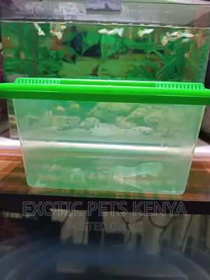 Fish Tank Plastic