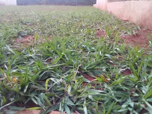 Paspalum Grass
