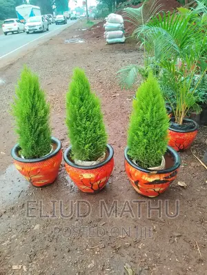 Arborvitae Plant (Thuja Tree)