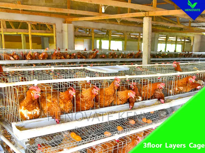 3floor Hens Layers Cage/Saving Space