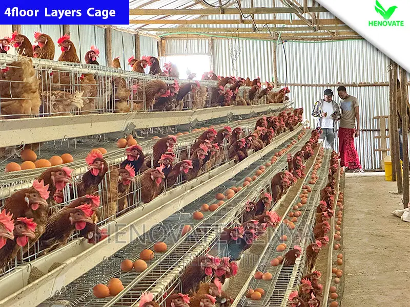 Chicken Layers Cage/4floor Easy to Control