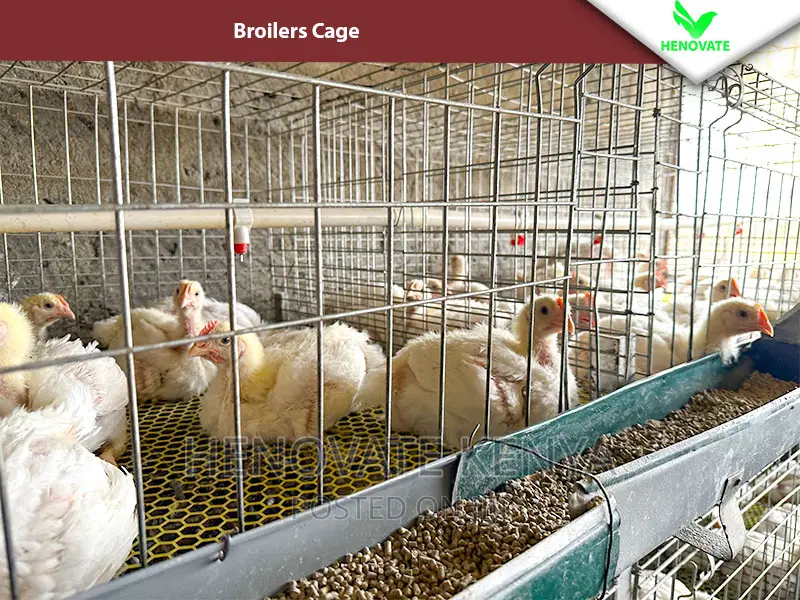 Reliable Broilers Cage With (One Year Warranty)