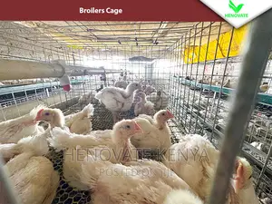Reliable Broilers Cage With (One Year Warranty)