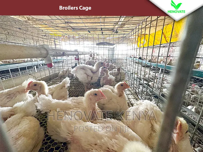Reliable Broilers Cage With (One Year Warranty)