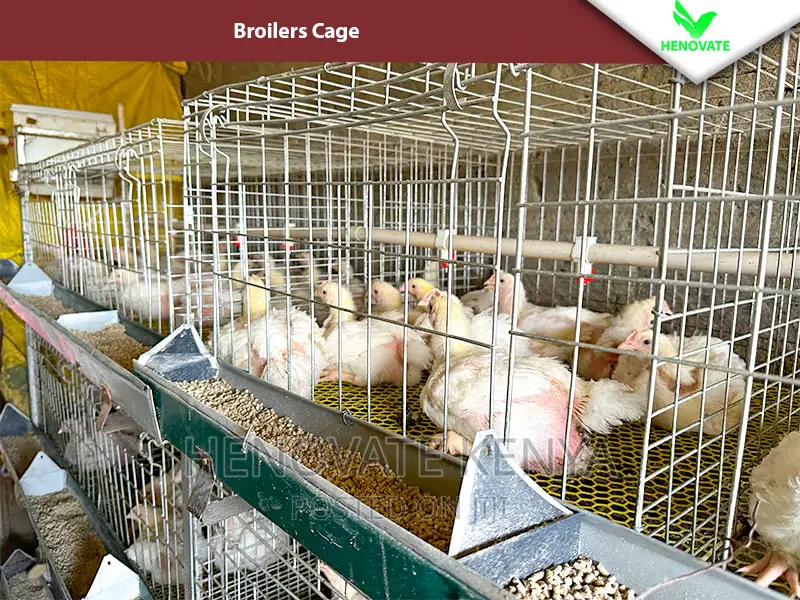 Reliable Broilers Cage With (One Year Warranty)