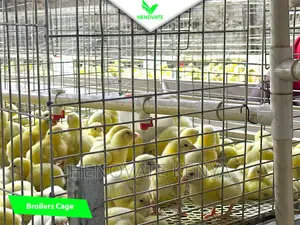 Broiler Cage System in Kenya(Saves Space)In Ruiru Kiambu