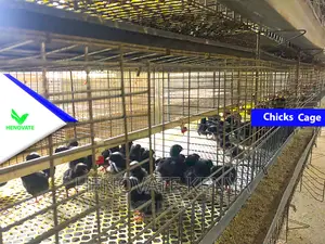 Baby Chick Battery Cage