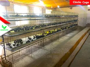 Layer Baby Chick Cages For Sale(Brand New