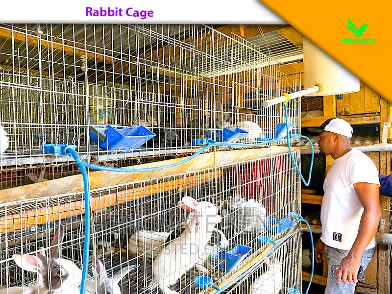 Rabbit Farming Cages