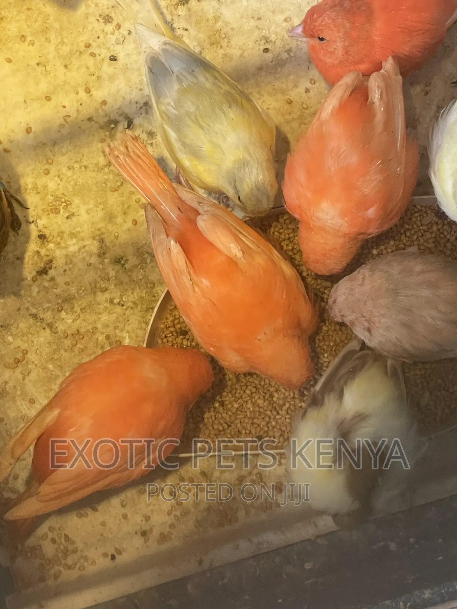 Canaries Mixed Colors