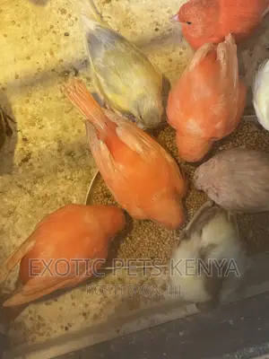 Canaries Mixed Colors