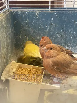 Canaries Mixed Colors